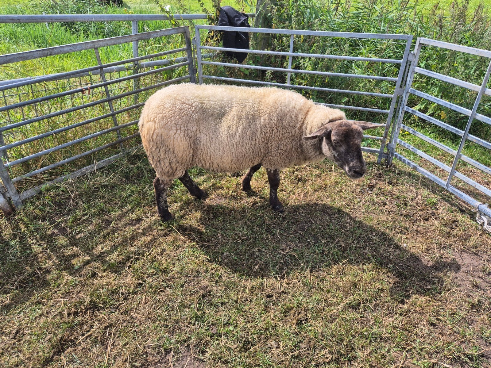 schaap, Dieren en Toebehoren, Schapen, Geiten en Varkens, Vrouwelijk, Schaap, 0 tot 2 jaar