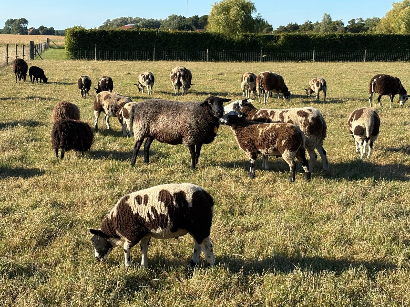Bonte ooilammeren en 4 Ooitjes (2jr), Dieren en Toebehoren, Vrouwelijk, Schaap, 0 tot 2 jaar