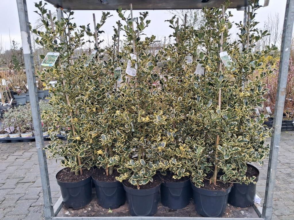 Ilex aquifolium 'Argentea Marginata', Bonte hulst, Ophalen of Verzenden, Hulst, Struik, Minder dan 100 cm