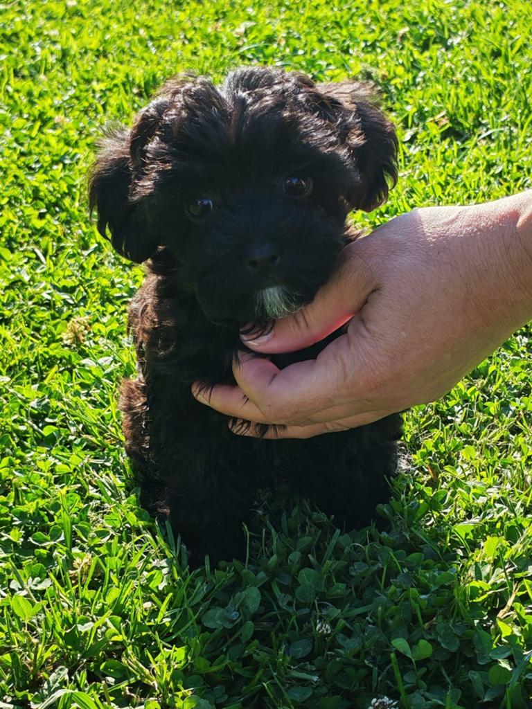 Cockapoo pup (Toy poedel x Cocker spaniël), Dieren en Toebehoren, Overige rassen, 8 tot 15 weken, Teef, Parvo