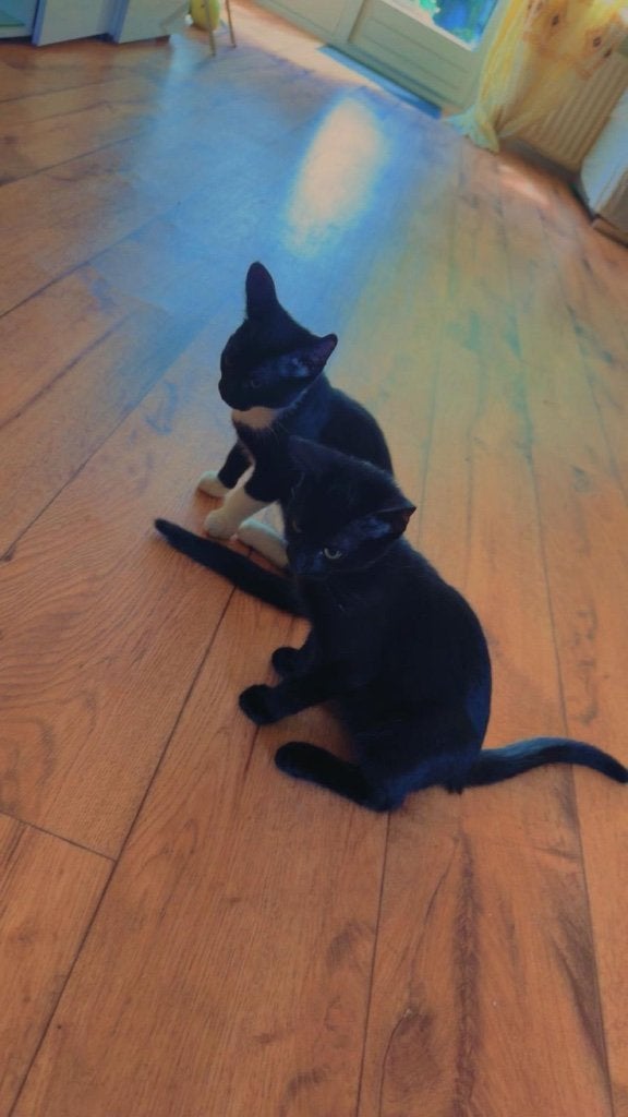 Kittens met moederpoes, Dieren en Toebehoren, Katten en Kittens | Overige Katten, Meerdere dieren, Kortharig, 0 tot 2 jaar