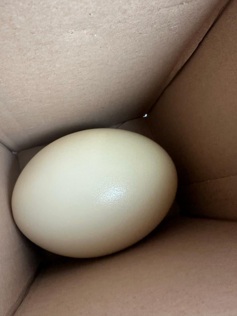 Nandu ei uitgeblazen, Ophalen of Verzenden, Zo goed als nieuw