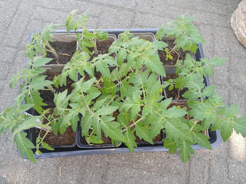 Moestuin planten, Ophalen, Eenjarig, Groenteplanten, Volle zon