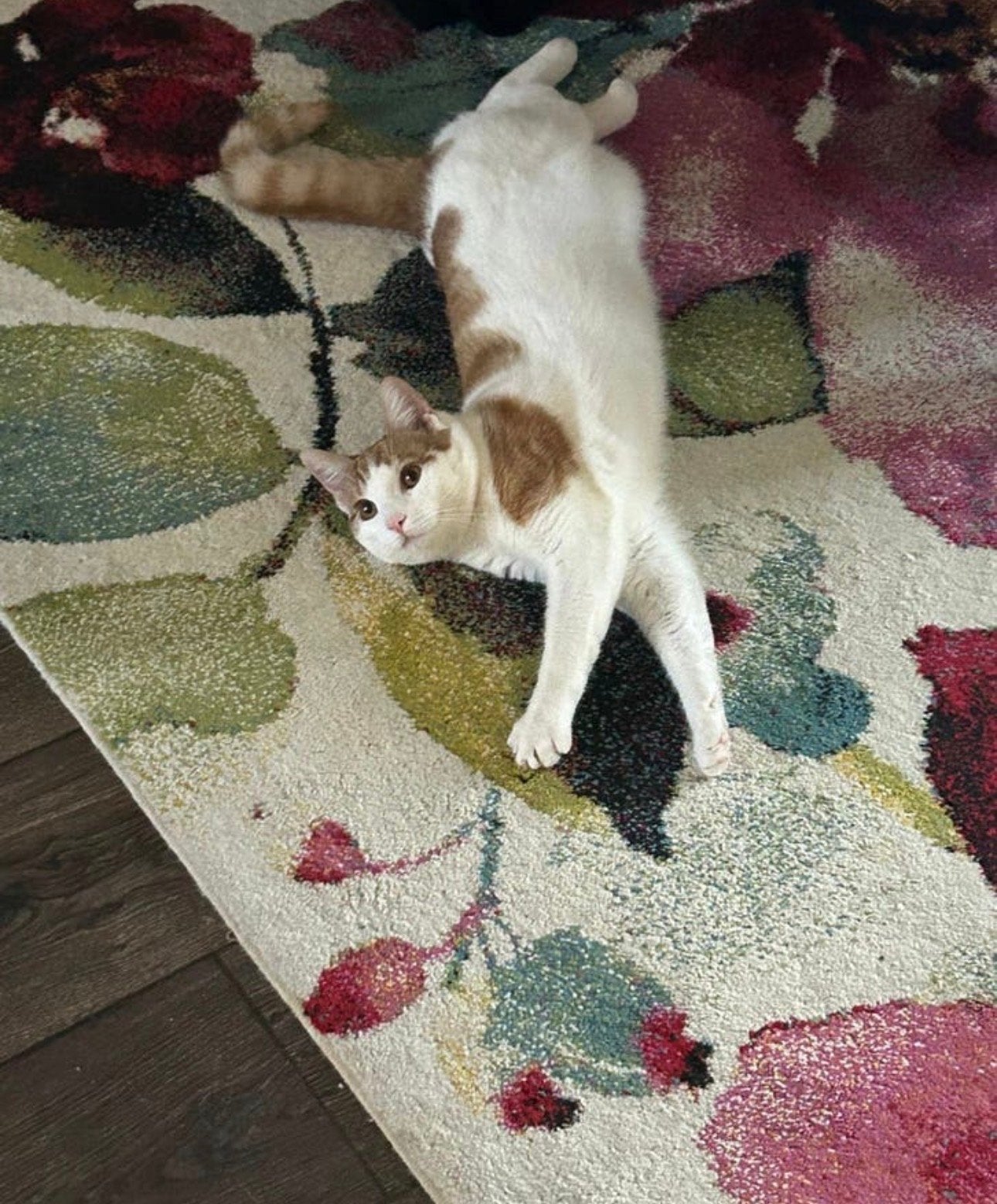Lieve kater zoekt nieuwe thuis, Kater, Kortharig, 0 tot 2 jaar
