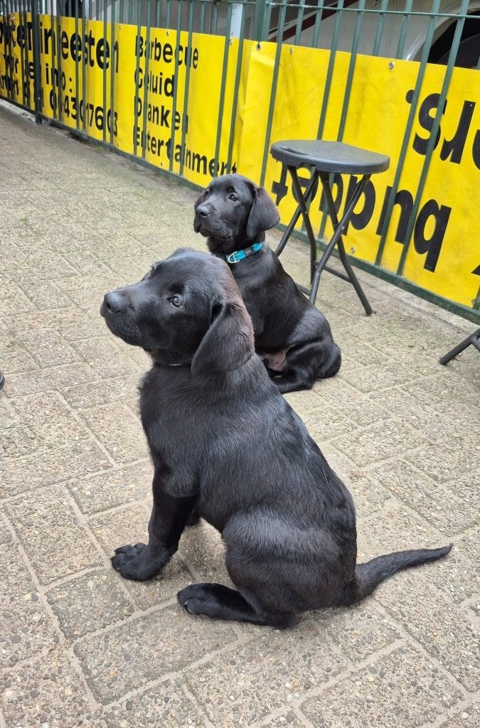 Labrador pups raszuiver (2x reu), Parvo, 8 tot 15 weken, Labrador retriever, Meerdere