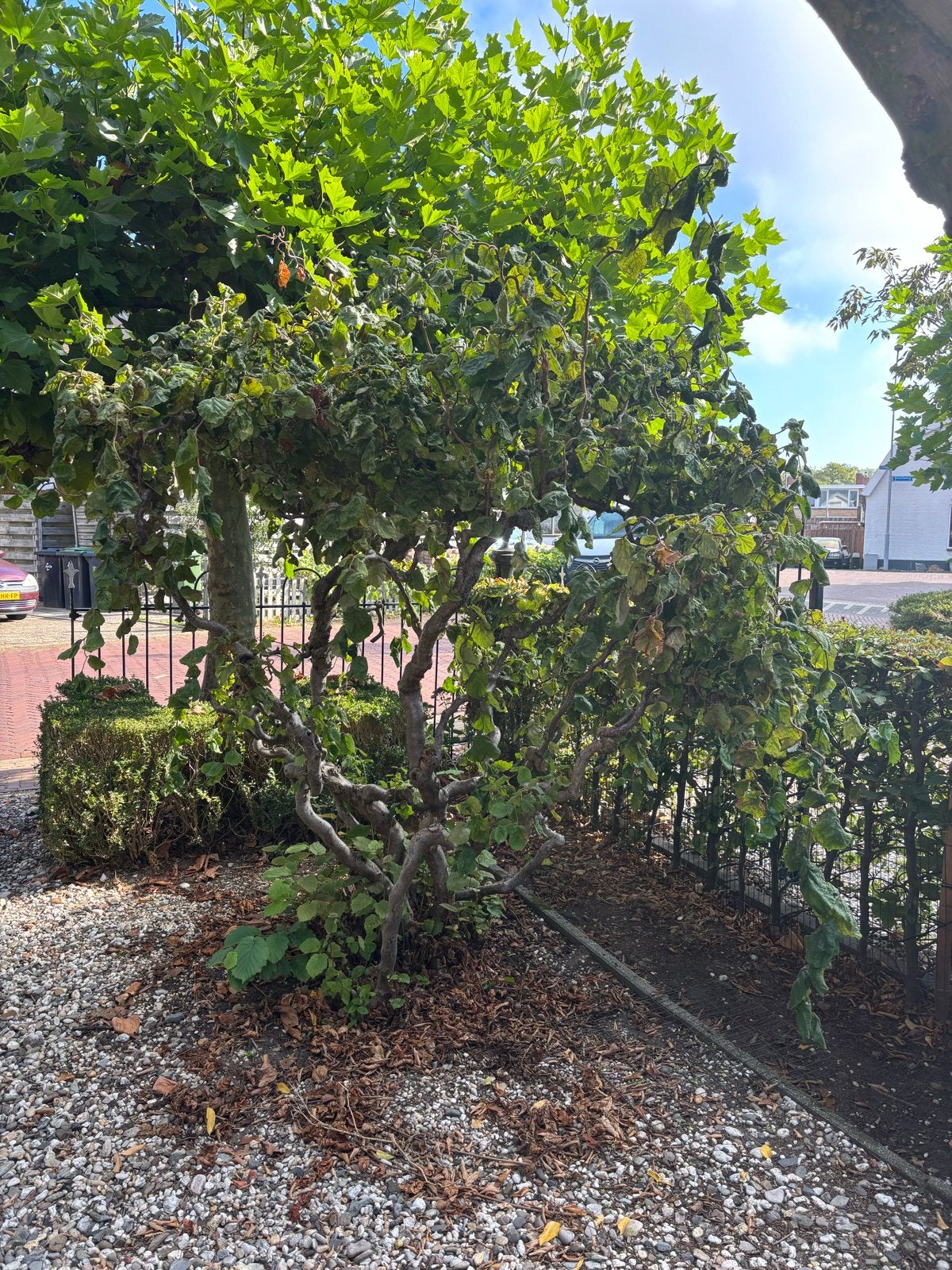 Oude Kronkelhazelaar (Corylus avellana 'Contorta'), Ophalen, Overige soorten, Struik, 100 tot 250 cm