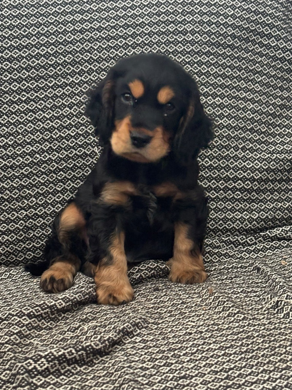 Cocker Spaniel pup in Garijp gekocht ?, Dieren en Toebehoren, Reu, 8 tot 15 weken, Korthaar, Eén hond
