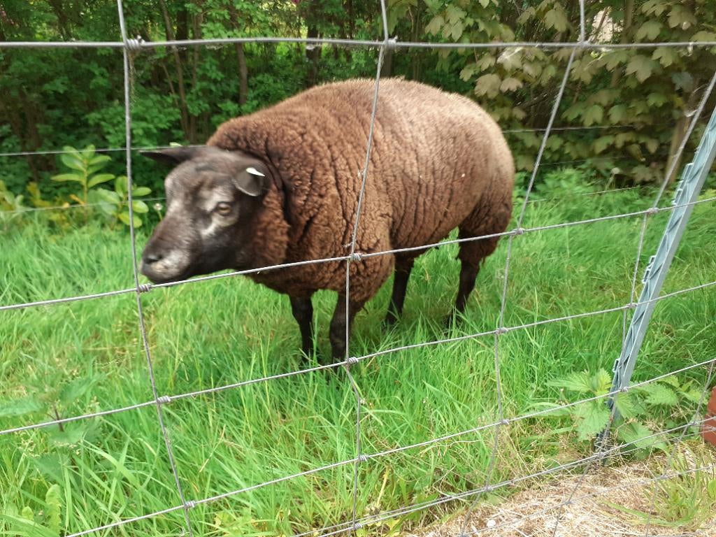 blauwe texelaar ram dekram dek rammen, Mannelijk, Schaap, 3 tot 5 jaar
