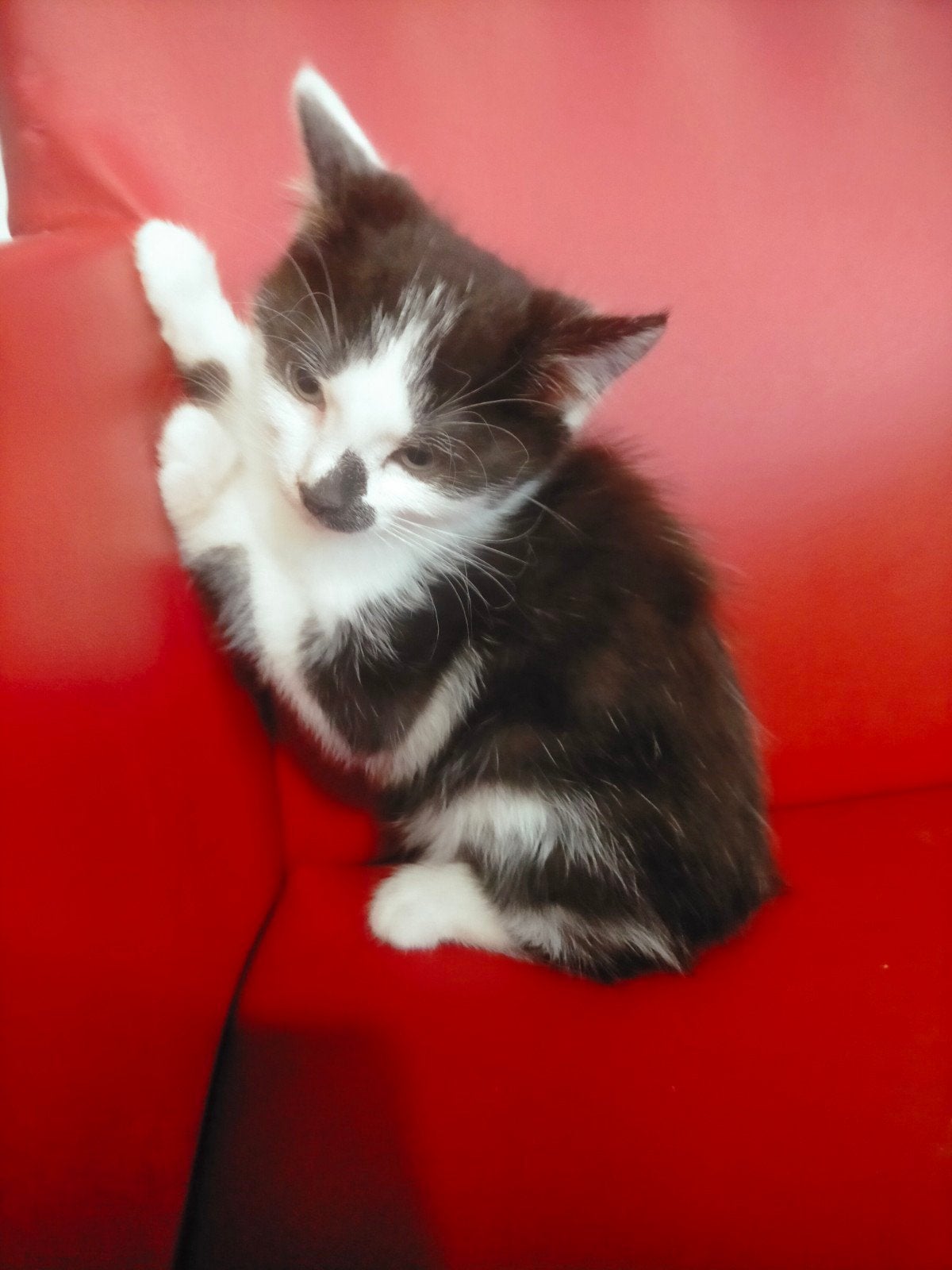 3X Mooi kruising maincoon kittens, Dieren en Toebehoren, Meerdere dieren