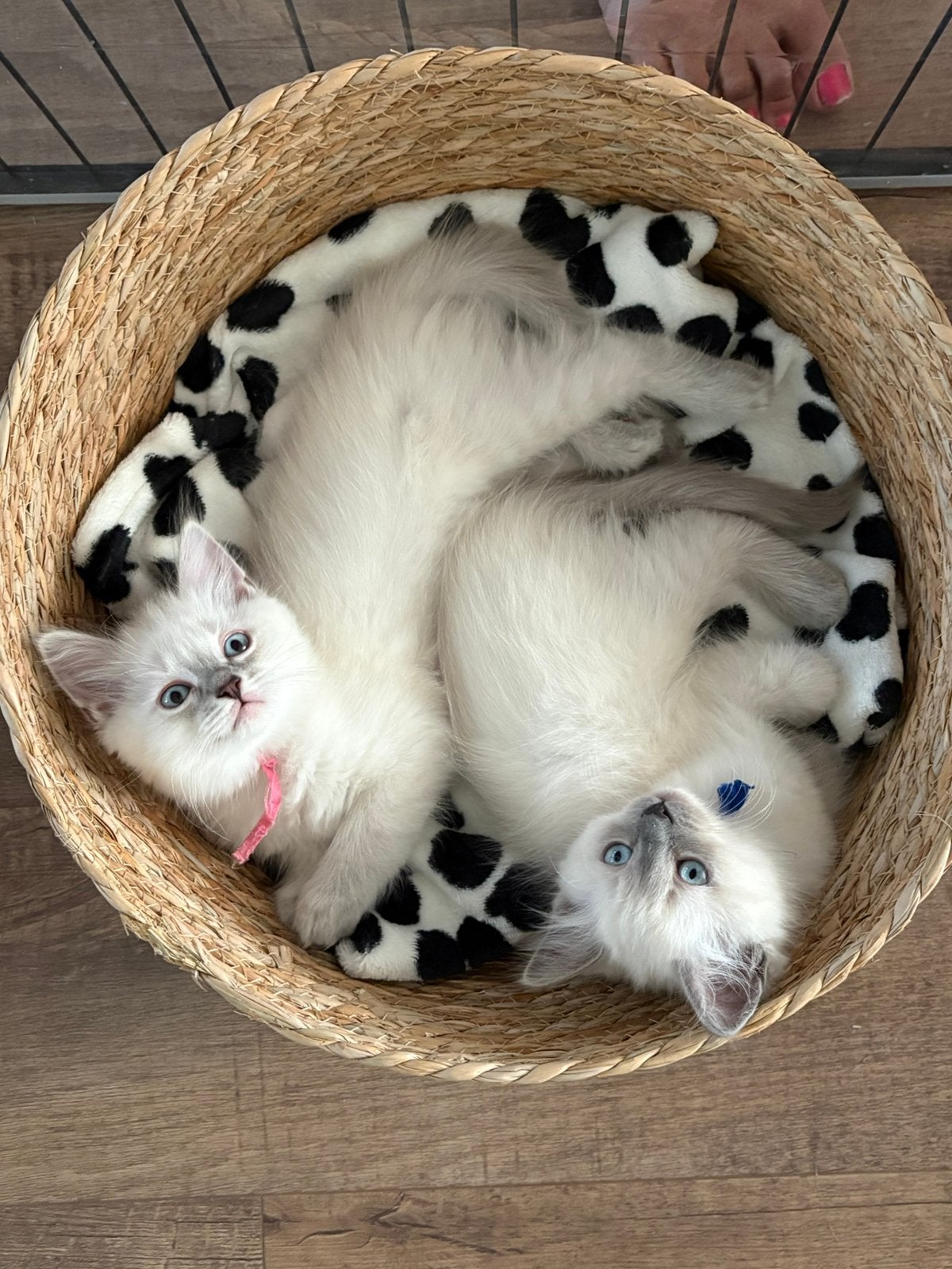 Raszuivere ragdoll kittens., Meerdere dieren, Ingeënt