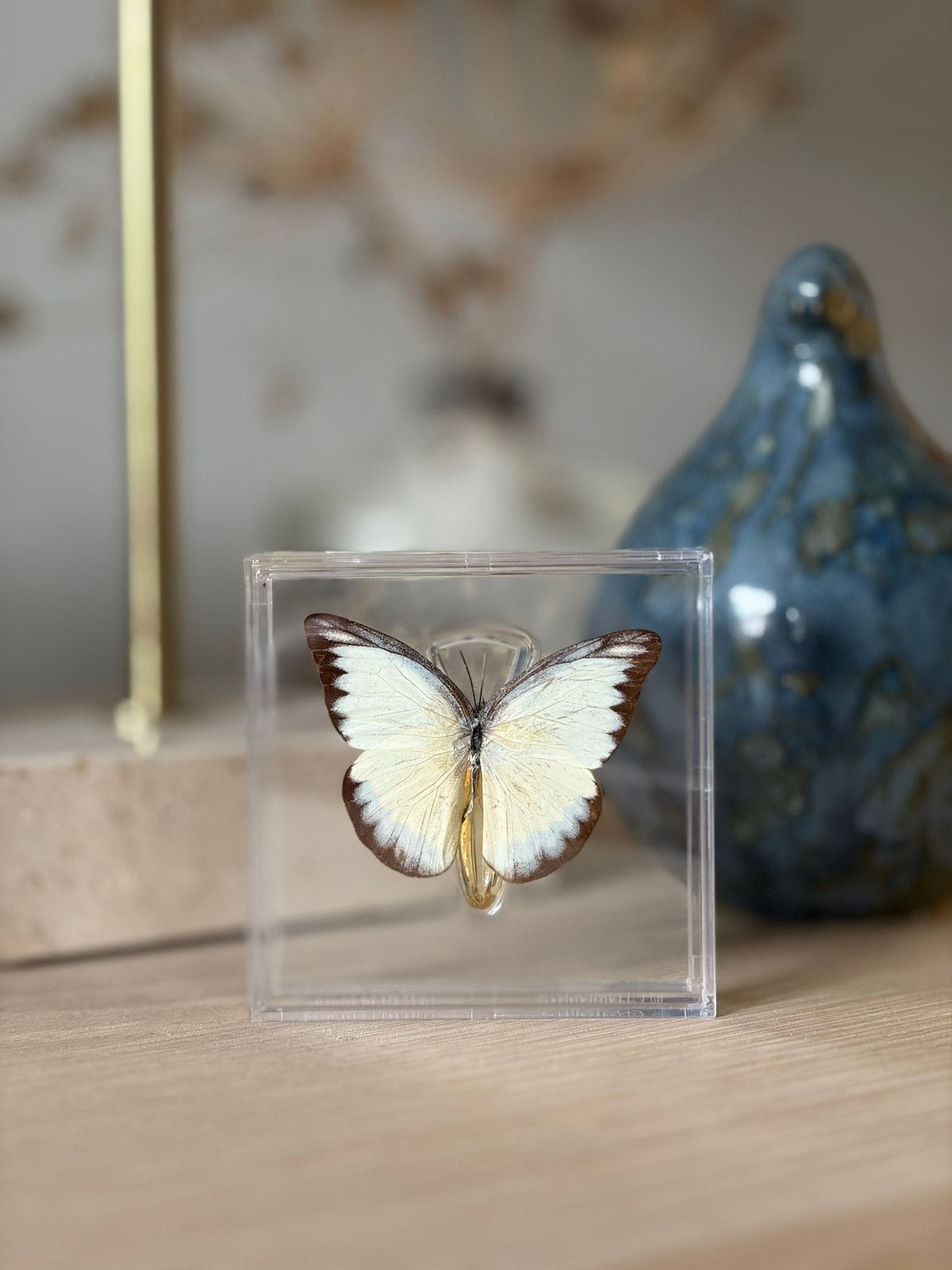 Opgezette vlinder in display, Ophalen of Verzenden, Nieuw, Insect, Opgezet dier