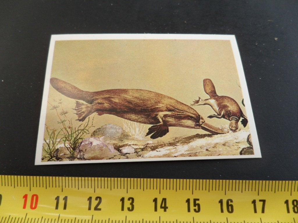 sticker strip dier #100 vogelbekdier, Ophalen of Verzenden, Zo goed als nieuw