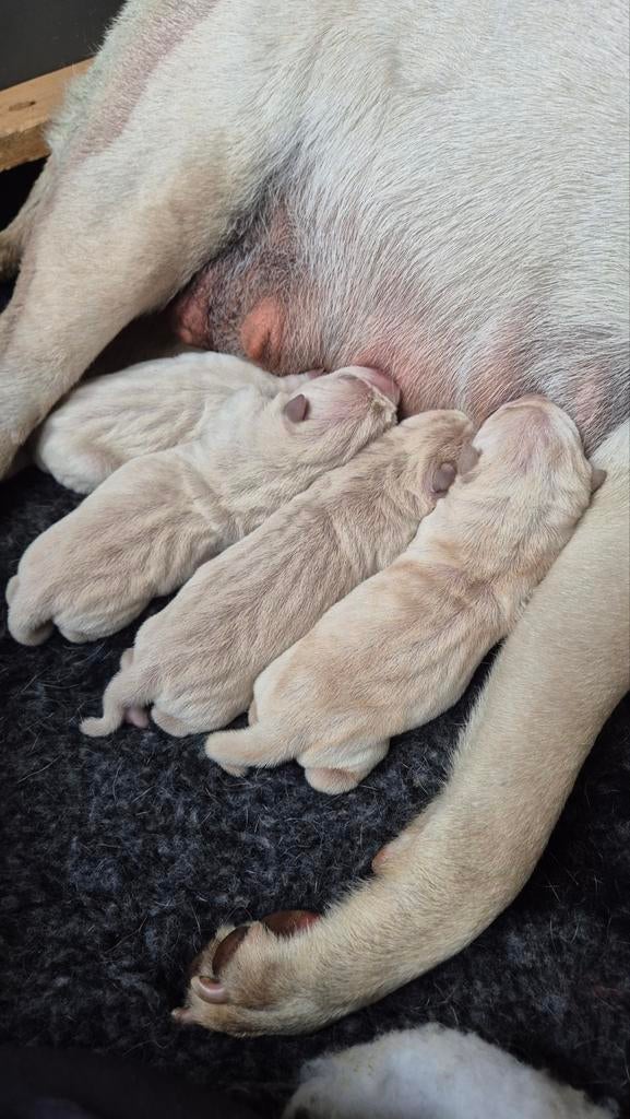 Sharpei pups geboren, Overige rassen, 8 tot 15 weken, Parvo, Meerdere