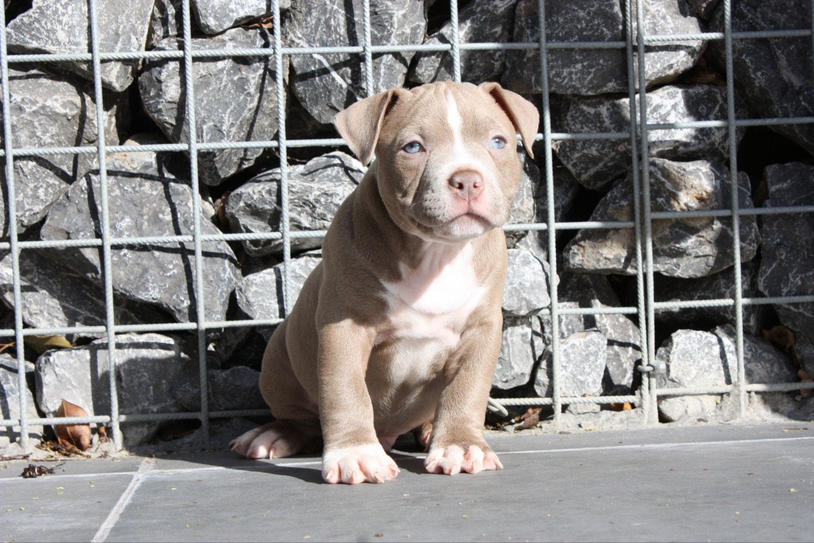 American Pocket Bullys, Dieren en Toebehoren, Overige rassen, 8 tot 15 weken, Meerdere, Meerdere dieren