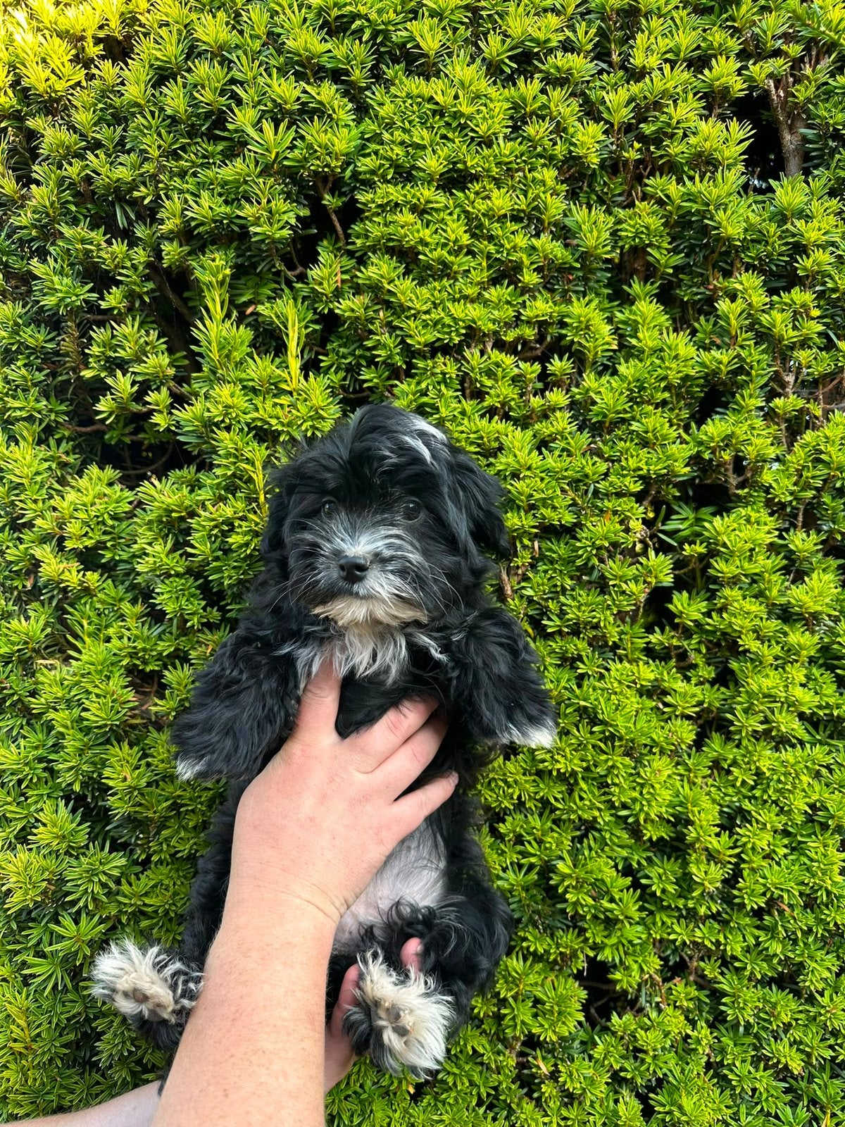 Boomer Puppies 🐾🤍🩶🤎🖤 nog 2 beschikbaar, Dieren en Toebehoren, Honden | Niet-rashonden, 8 tot 15 weken, Meerdere, Meerdere dieren