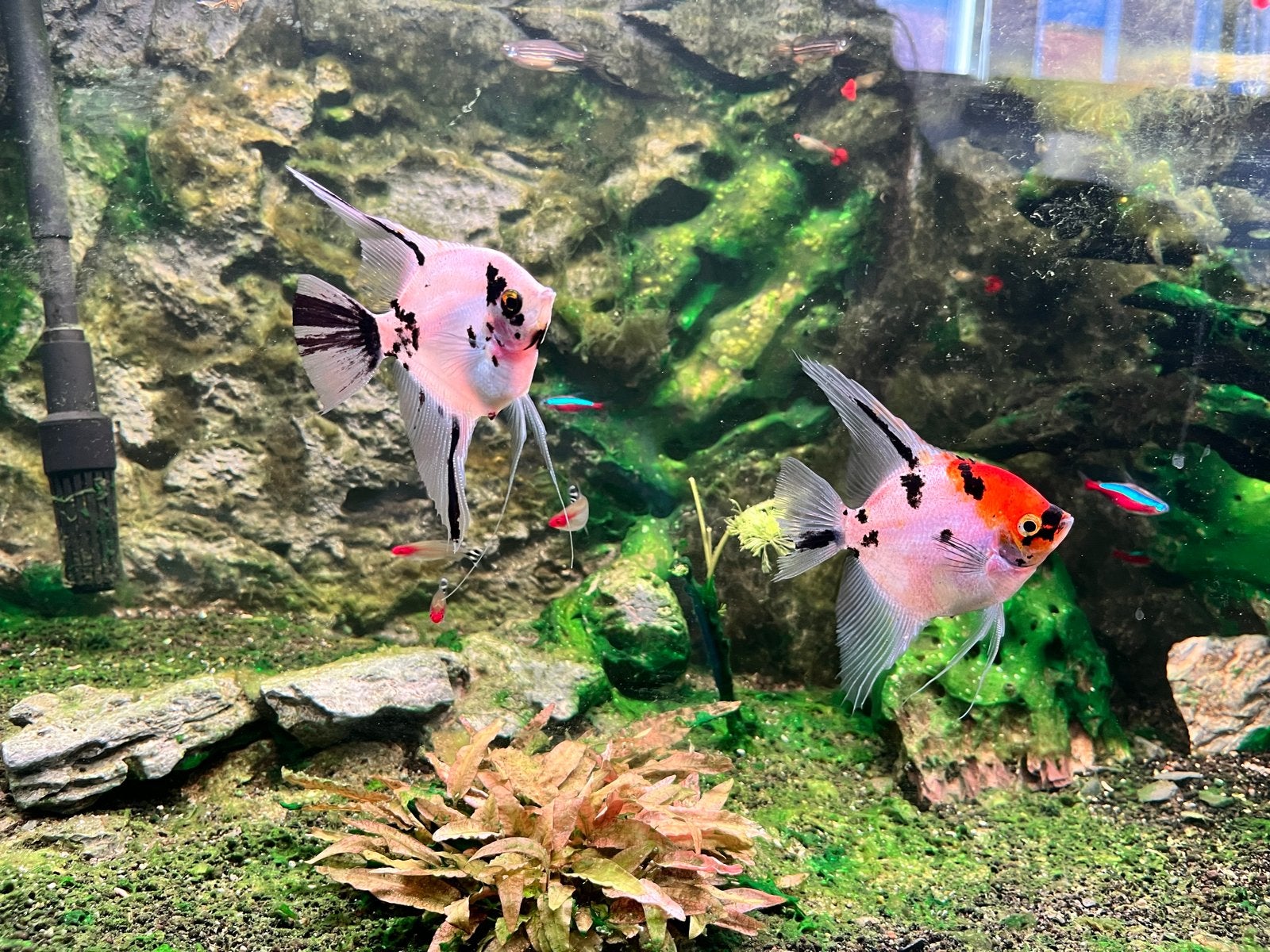 Aquarium vissen, Vis, Zoetwatervis