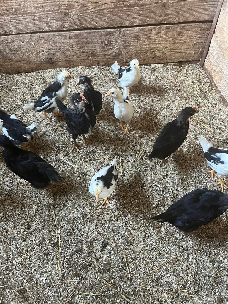 TE KOOP KUIKENS GROOT SOORT, Dieren en Toebehoren, Geslacht onbekend, Kip