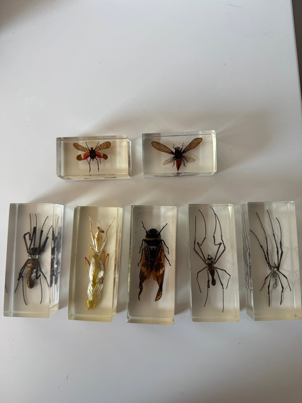 Insecten in hars, Overige soorten