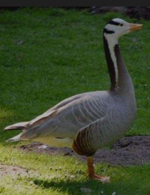 te koop streepkop gans of te ruil voor wirre manderijneend, Dieren en Toebehoren, Gans of Zwaan