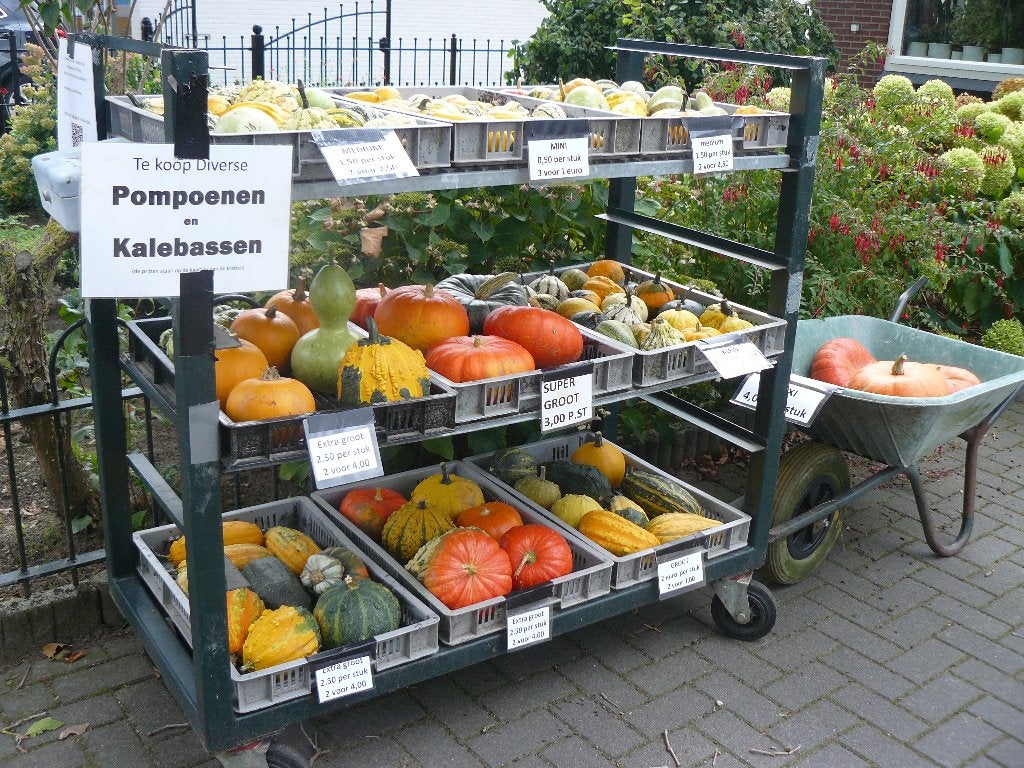 pompoenen en sierkalebassen, Ophalen, Najaar, Volle zon, Bloembol