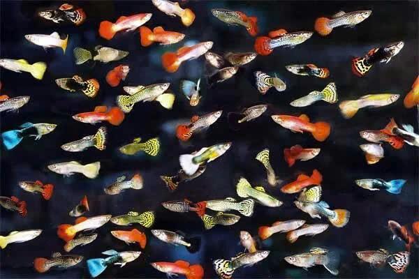 Poecilia Reticulatus (M) - Guppy Man Mix, Vis, Zoetwatervis