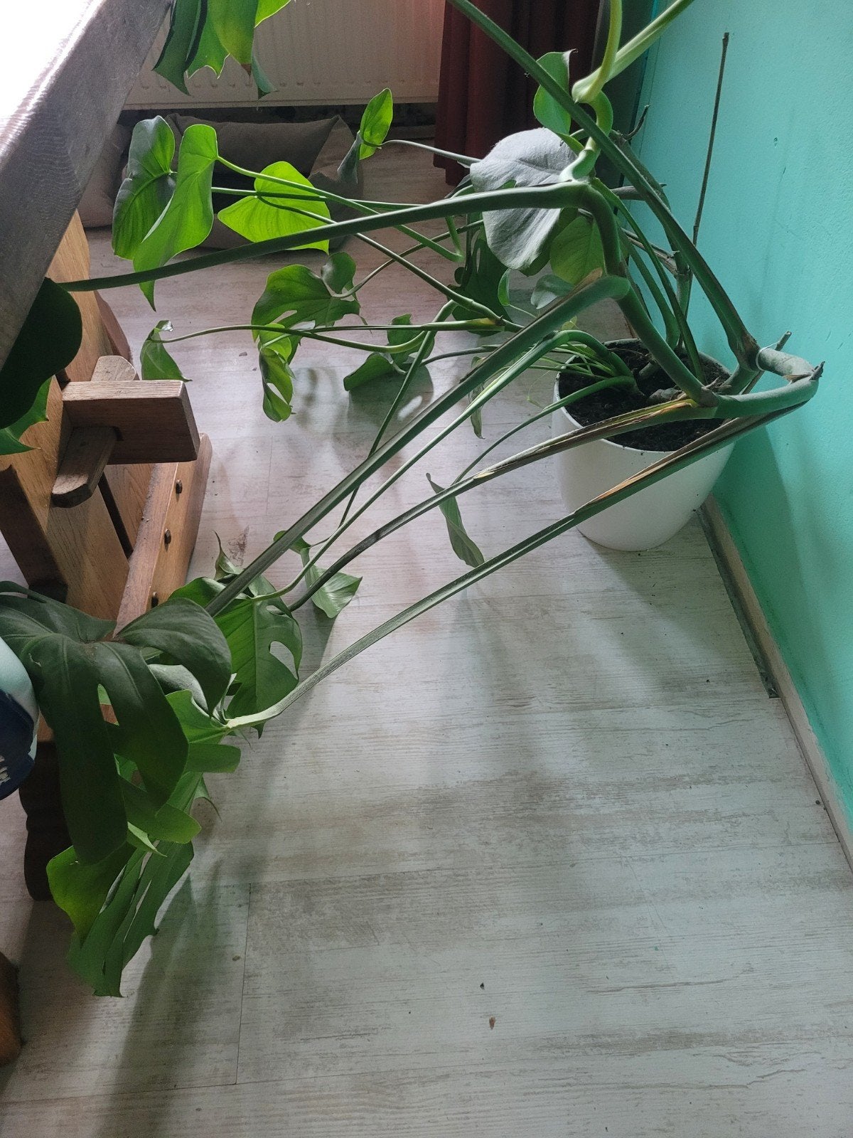 Kamer plant met pot, Huis en Inrichting, Kamerplanten, Ophalen, Halfschaduw, Minder dan 100 cm