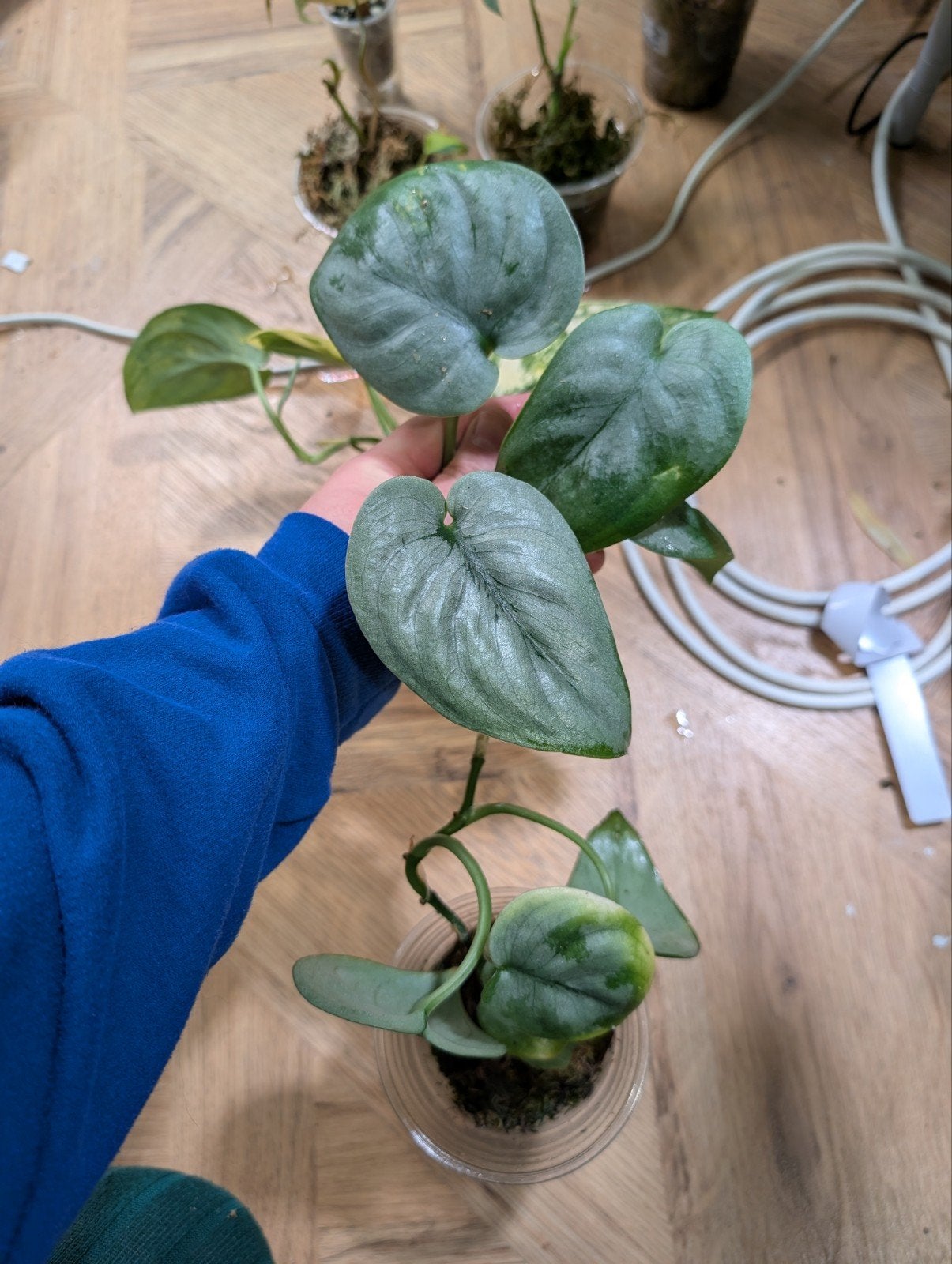 Scindapsus Silver Hero, Ophalen of Verzenden, Halfschaduw, Minder dan 100 cm