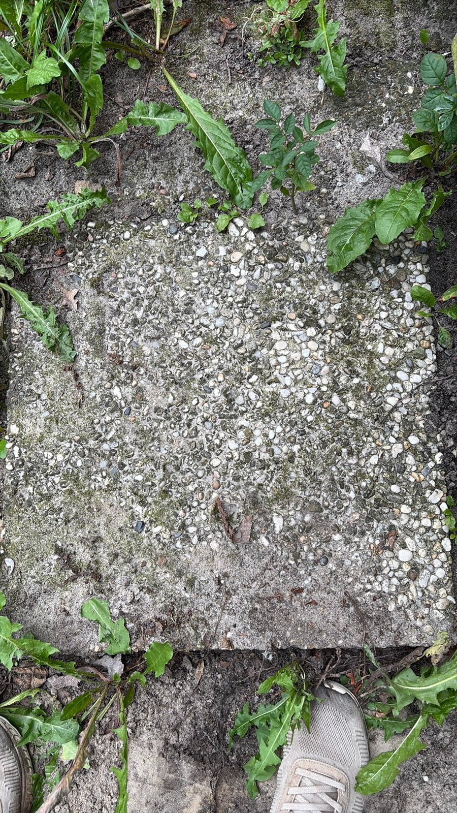 Grindtegel 50x50 1 stuk gratis vierkant, Tuin en Terras, Ophalen, Gebruikt, Beton, Terrastegels