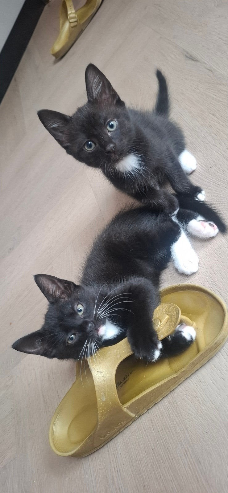 Lieve kater en poes kitten, Meerdere dieren, Kortharig, 0 tot 2 jaar
