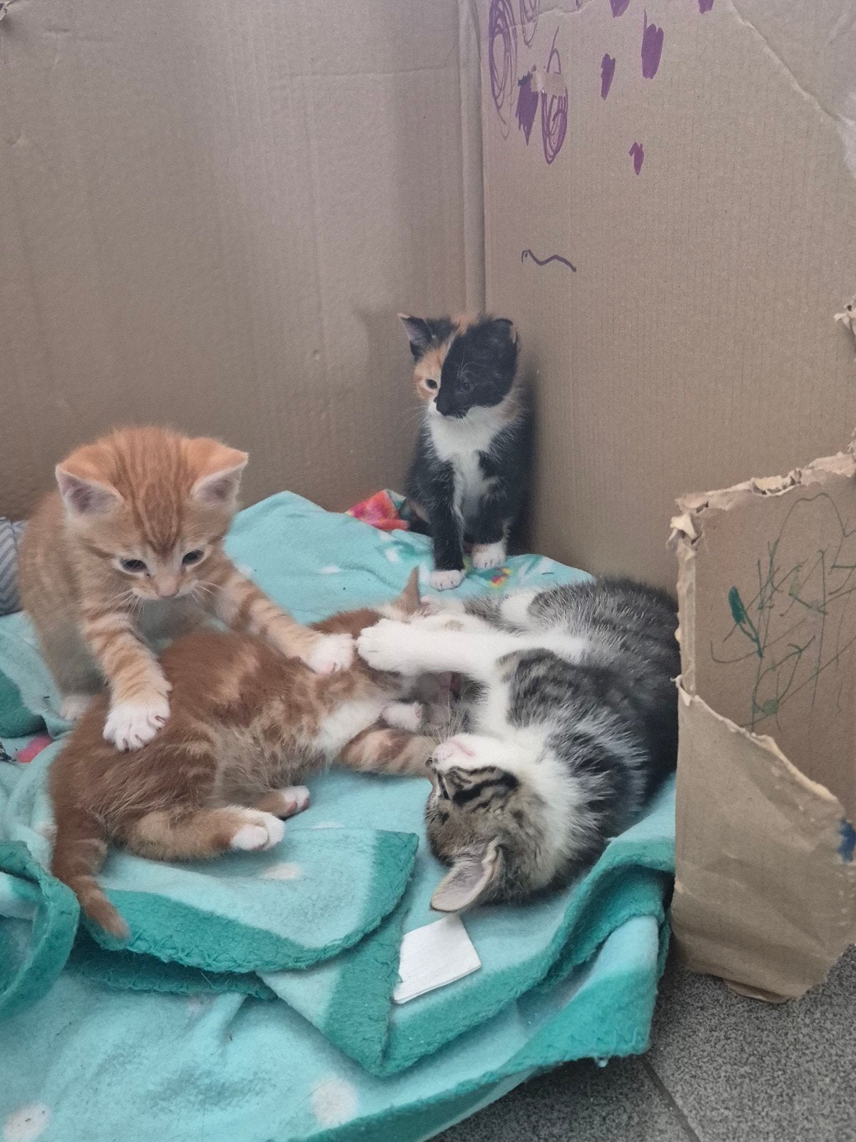 Kitten, lapjes poes te koop., Meerdere dieren, Kortharig, 0 tot 2 jaar