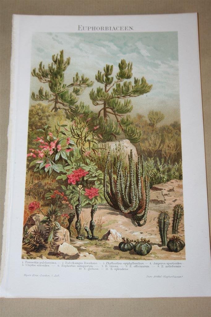 Antieke kleurenlitho - Diverse soorten Wolfsmelk - Ca 1900 !, Ophalen of Verzenden