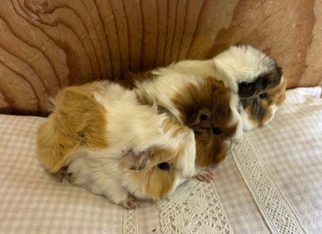 Drie jonge cavia mannetjes ( peruvian x borstel), Dieren en Toebehoren, Knaagdieren, Mei, Mannelijk, Cavia