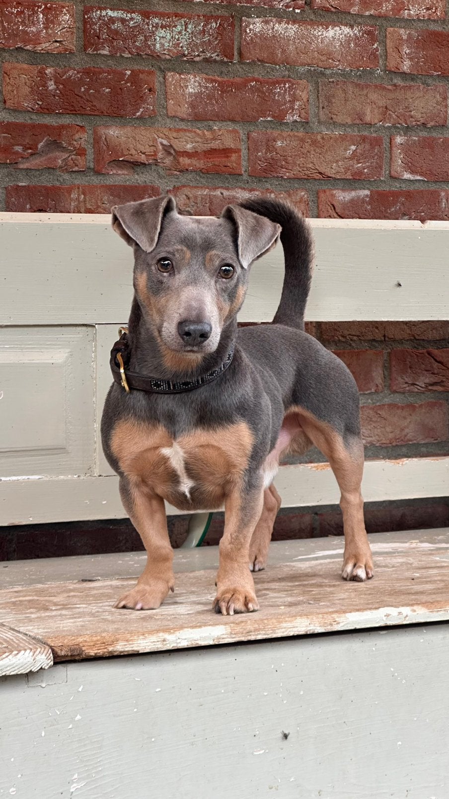 Ervaren Bleu and Tan Jack Russell ter dekking, Dieren en Toebehoren, Reu, 1 tot 2 jaar, Eén hond, CDV (hondenziekte)
