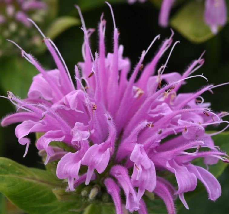 Monarda Didyma 'Bee Mine Lavender' - Bergamotplant, Volle zon, Vaste plant, Ophalen of Verzenden, Kruiden