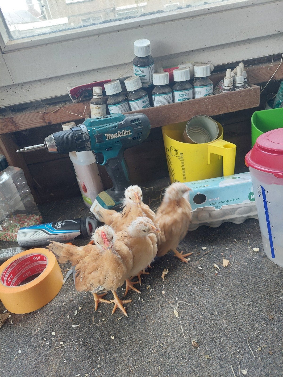 Mooi trio maleise Ayam serama's  A klasse, Dieren en Toebehoren, Pluimvee, Meerdere dieren, Kip
