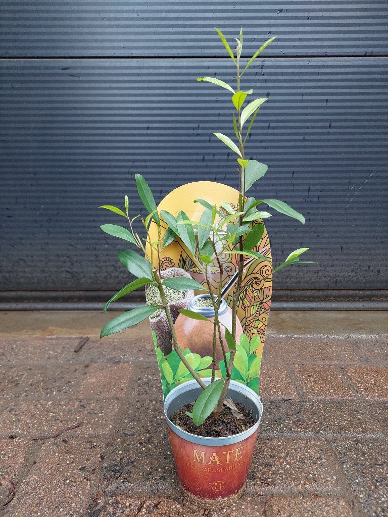 Ilex Paraguariensis - Matéplant / Plant voor thee H: 53 cm., Volle zon, Vaste plant, Zomer, Ophalen