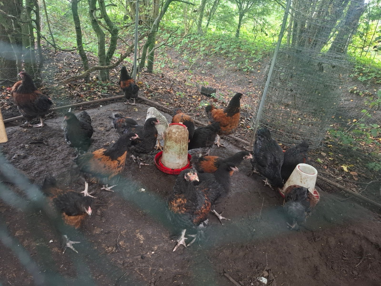 hanen, Dieren en Toebehoren