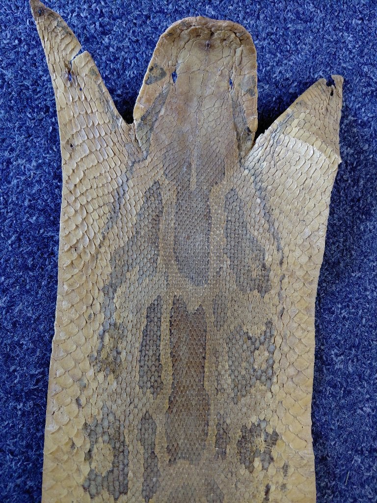 Python huid, Ophalen of Verzenden, Gebruikt, Reptiel of Amfibie, Overige typen