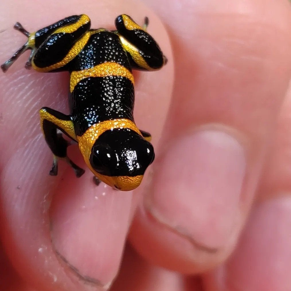 Ranitomeya imitator 'Huallaga banded', Dieren en Toebehoren, Reptielen en Amfibieën, Amfibie, 0 tot 2 jaar