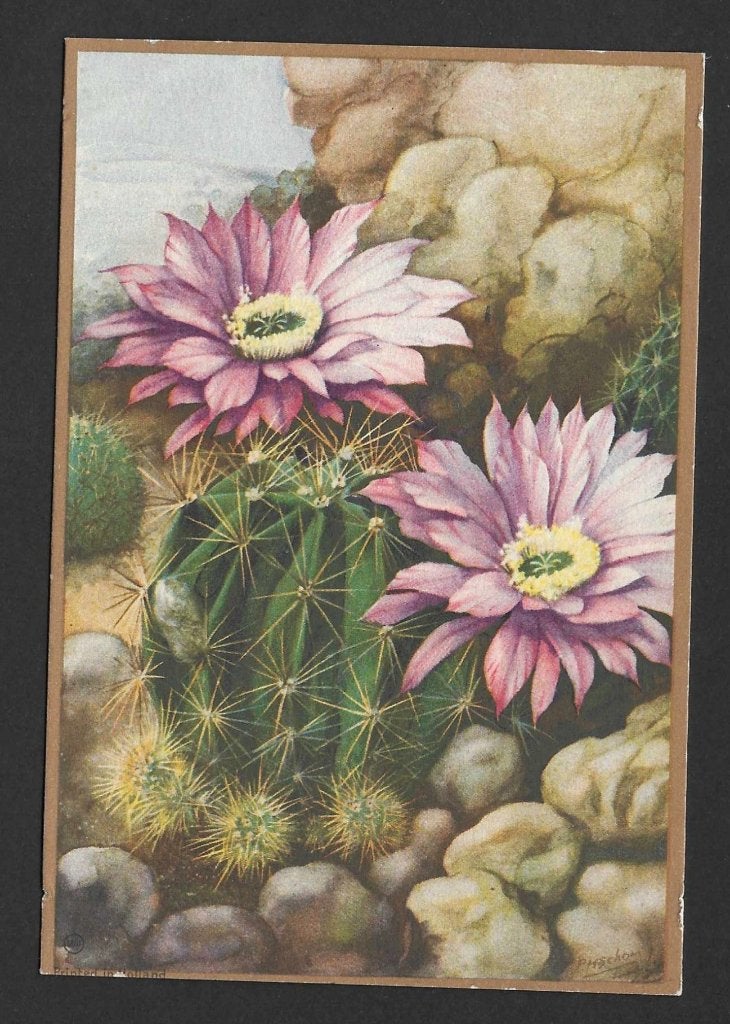 Artist Signed ; cactus Echinopsis Mulitplex, Ophalen of Verzenden, Voor 1920, Ongelopen, Natuur