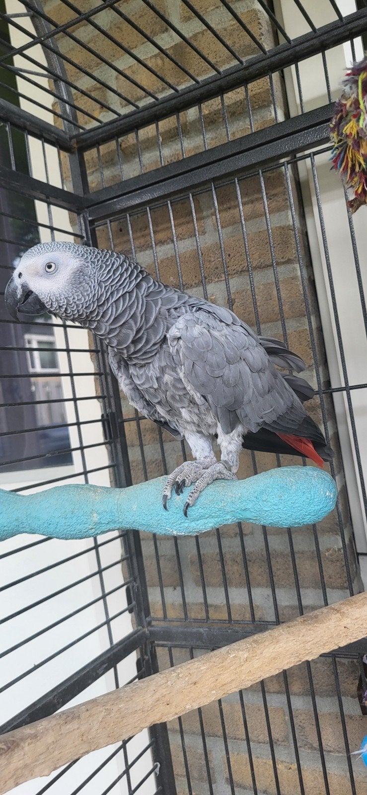 koppel grijze roodstaart, Dieren en Toebehoren, Vogels | Parkieten en Papegaaien, Meerdere dieren, Papegaai