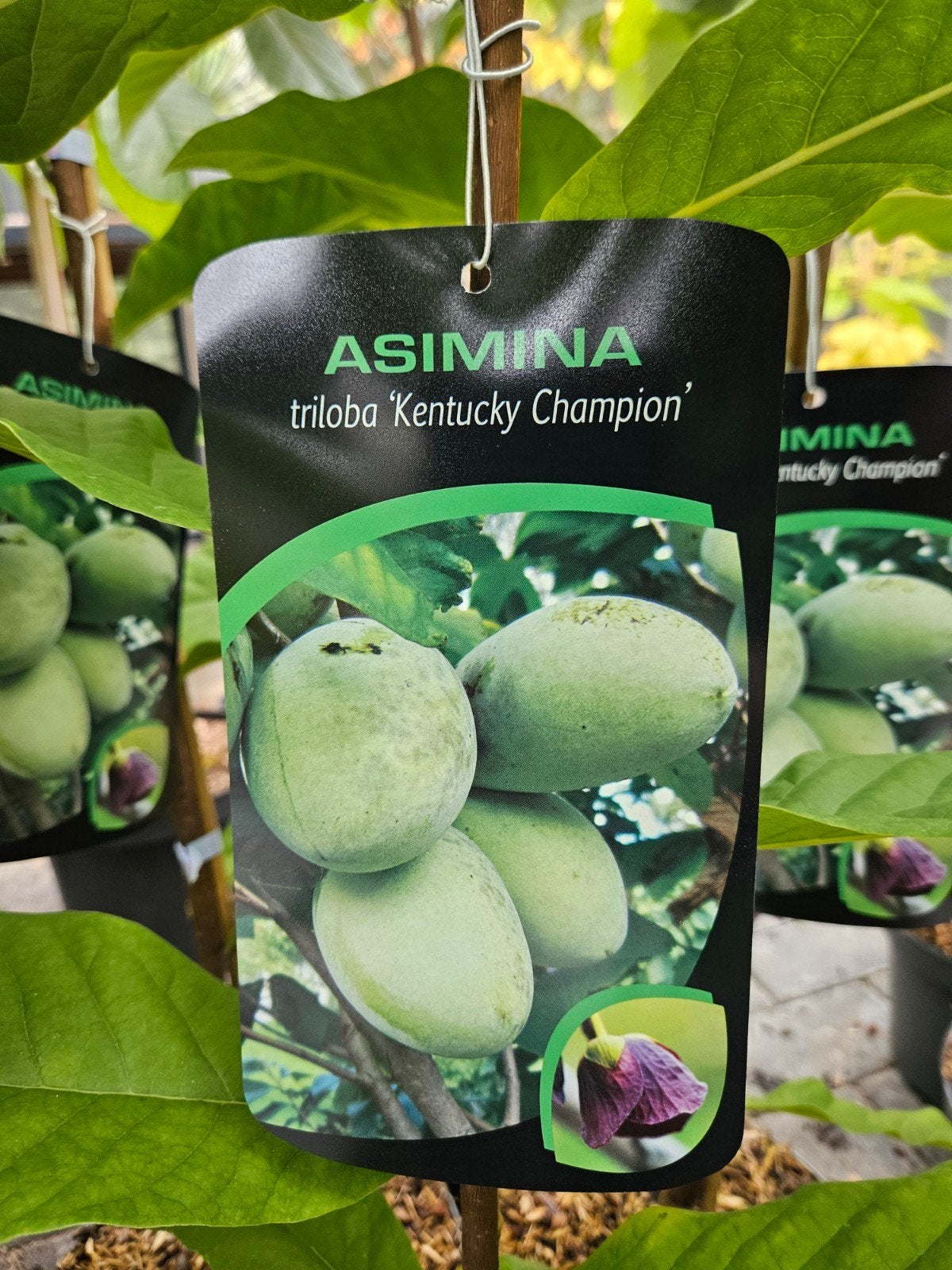 Asimina triloba Kentucky Champion / pawpaw /eetbare vruchten, Lente, 250 tot 400 cm, Ophalen, Volle zon