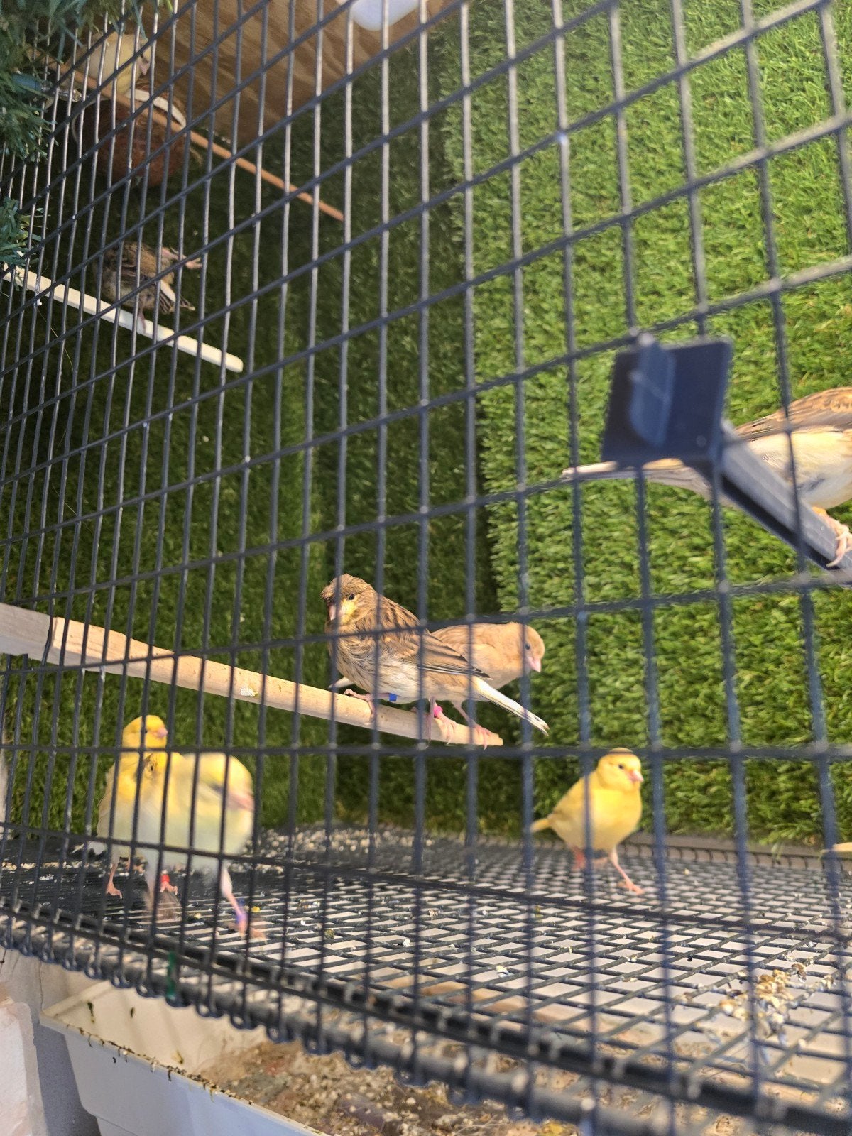 Kanarie 2026, Meerdere dieren, Kleurkanarie