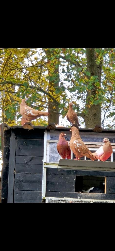 Sierduiven . Nederlandse hoogvliegers, Meerdere dieren, Overige soorten