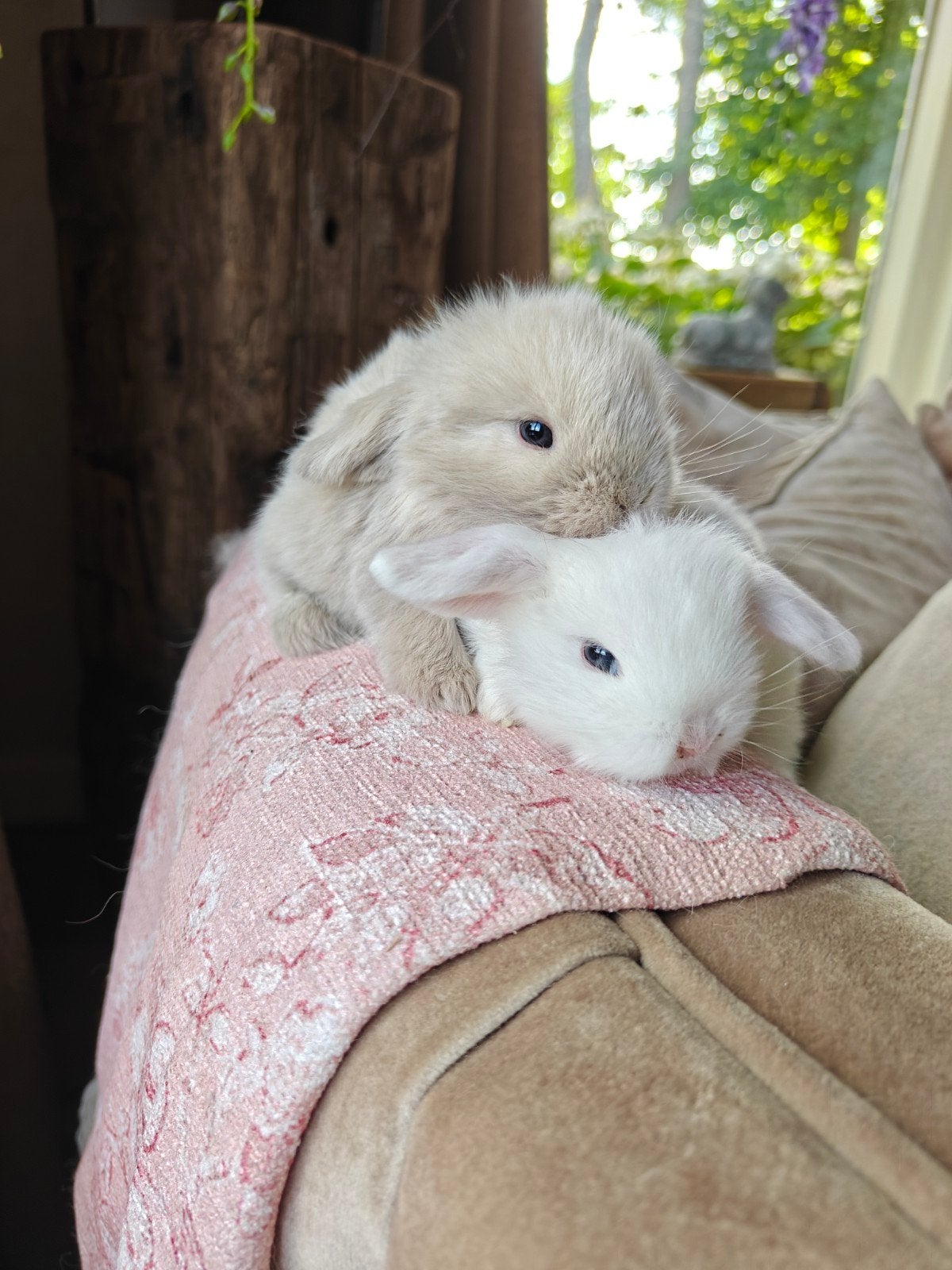 Minilop hangoor konijntjes, Meerdere dieren, Dwerg, Hangoor
