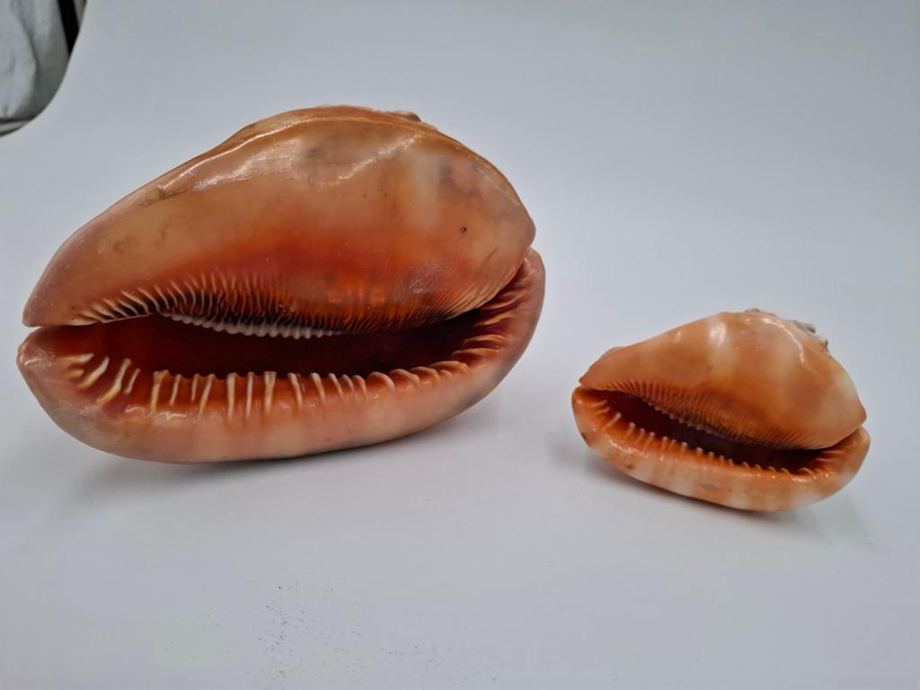XXL Cassis Rufa schelp + 1 kleinere 17cm!!!, Ophalen of Verzenden, Schelp(en)