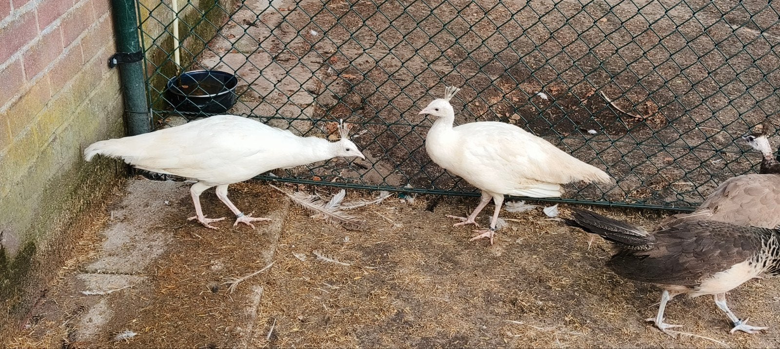 koppel witte pauwen, Dieren en Toebehoren