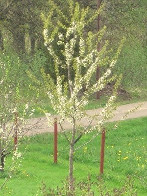Prunus avium, Zoete kers, inheems, Ophalen of Verzenden, Overige soorten, Struik, 100 tot 250 cm