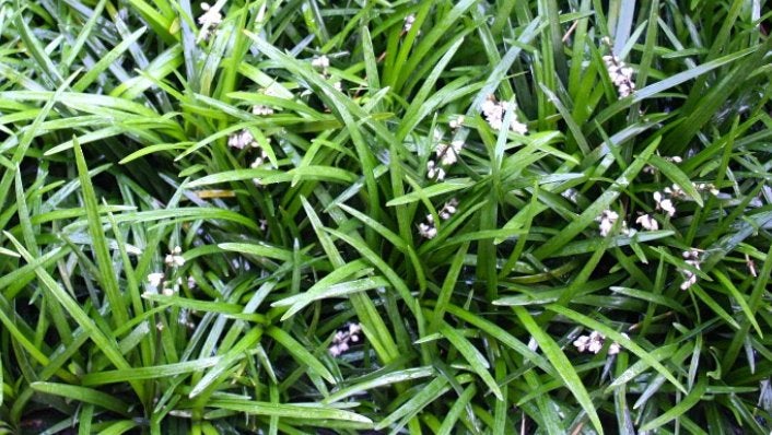 Ophiopogon japonicus 'Minor' - Dwerg Slangenbaard, Bodembedekkers, Volle zon, Vaste plant, Ophalen of Verzenden