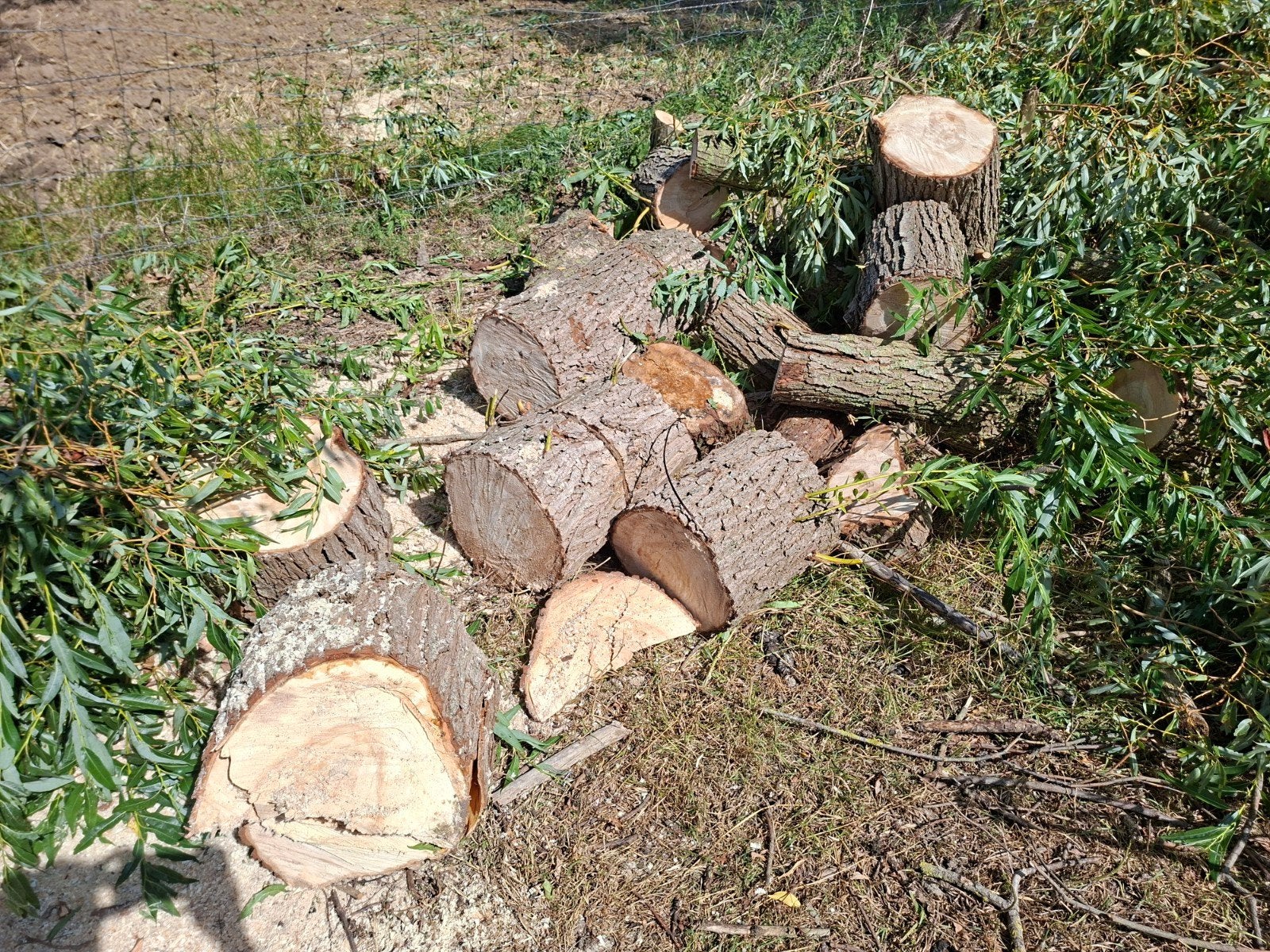 wilgenhout ca 2m3, vers gezaagd, ongesorteerd en ongekloofd, Minder dan 3 m³, Ophalen, Overige houtsoorten, Stammen